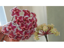 � Hoya Sp 18 palau Germany ����� ....