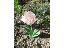 ������ ����� �� �������� � ������.