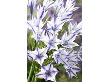 28,61���. ��������� �����(��� 10 ��. ���������� ������ 5��.).jpg