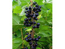 ��������� ������ �����