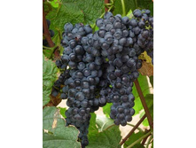 �������� �����������