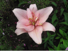 ����� (���������)