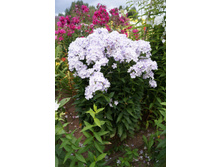 ������� 100�.