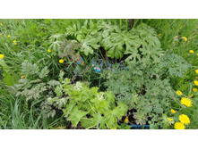 ������ ����������� ��������� ....