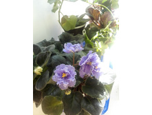 IMG 20160514 121258.jpg