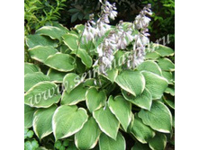 ����� ������� ��������������.jpg