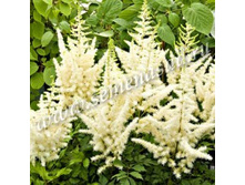 �������� ��������� ����� �� ����.jpg