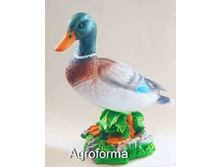 ���� �������� �������