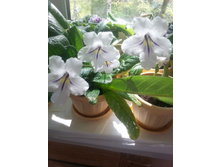 ����� � ������