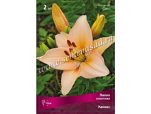 ����� ������.jpg