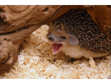 ������� ����