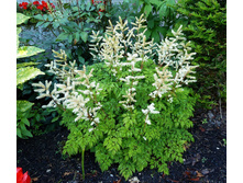 �������� ����������� ��������������� ���� 100��� � ������� 5��.jpg