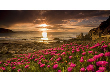 Www.GetBg.net Nature   Flowers Pink flowers by the sea at sunset 099920 .jpg
