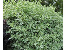 ����� �������������