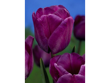 17,56���. ������� ��� ������(��� 10 ��. ���������� ������ 5��.).jpg