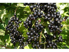 ��������� ����� ���������