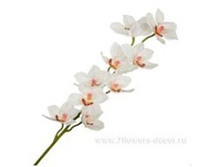 4606500502592 ������ ������������� ���������, 91�� 72 811,9.jpg