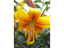 42,4���. ����� ����� ����(�������� ���� �� 5 ��., ����������� ����� 1��.).jpg