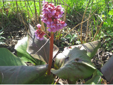 ����� 008.jpg