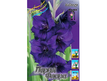 562b1f87cad44 916rub. gladiolus purpl florazakazyvaem tolko tselymi upakovkami po 7 sht..jpg