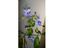 ������������ ���������