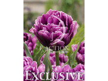 ����� ����