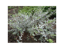 ��� �������� Argentea 150�