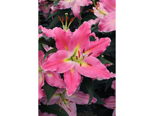 38,8���. ����� �����(��� 5 ��. ���������� ������ 2 ��� 3 ��.)���16.jpg