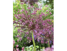 66,02���. ��� �����. �������(�������� ���� �� 5 ��., ����������� ����� 1��.).jpg