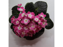 will-o-the-wisp (�������)