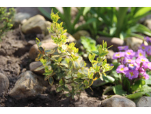 ��������� ������� 100�