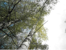 ��� ����