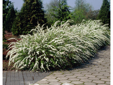 ������ ��������� (��������) 18 ��. ������ 15-20 ��. ���� 180 ���.