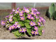 ������� ������-���������(�ϣ ����)