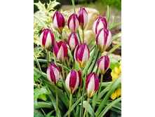 13,81���. ������� ������� ����(���������� ������ ������ ���������� �� 10 ��.).jpg