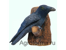 �����: �����