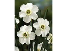 68,83���. ������� ���� ����(�������� ���� �� 3 ��., ����������� ����� 1��.).jpg