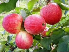 ������ ����� �������.jpg