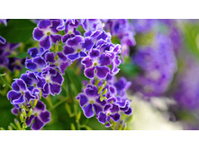 �������  ���������� � ����� ������- ������ �������� ....