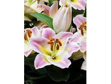 41,5���. ����� �����(�������� ���� �� 5 ��., ����������� ����� 1��.).jpg