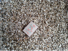 ����� Barbus