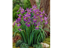 ���� ��������� Sparkling Rose 120��� ������!!!! 110���