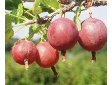 ��������� �������