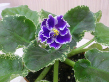 ������ ������� (�����)