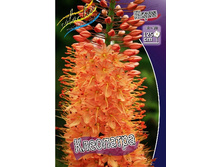 113,6���. ����� (eremurus) ���������(�������� ���� �� 1 ��., ����������� ����� 1��.).jpg