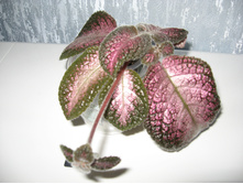 ������� - Northern Light (�������� ������)