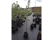 ������ ���������