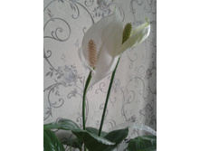 20150723 113321.jpg