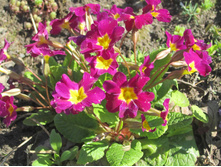 ����� 002.jpg