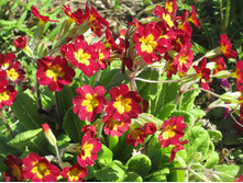 ����� 003.jpg